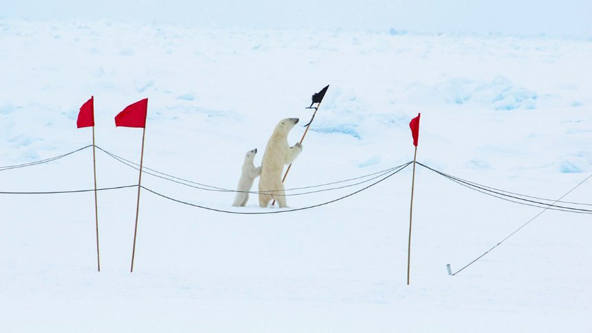 Eisbärenfamilie der Polarstern